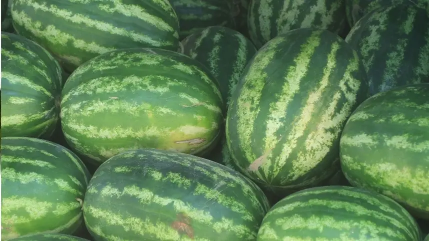 Calor afeta formação de frutos da melancia no RS