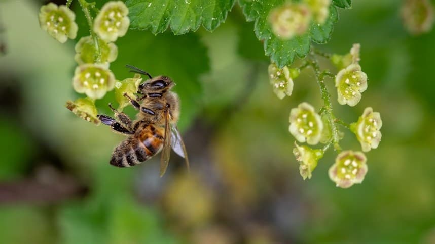 Abelha mandaguari aumenta em 67% produção de café arábica