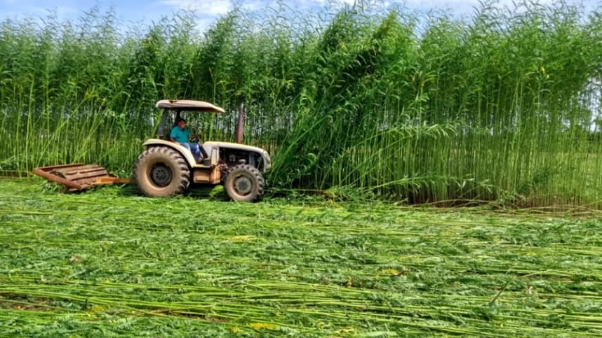 Embrapa pesquisa planta que pode transformar recuperação do solo
