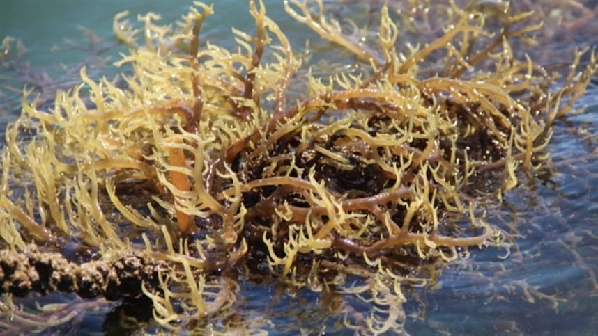 Em decisão histórica, maricultores da Baía Sul de Florianópolis são autorizados a cultivar macroalga