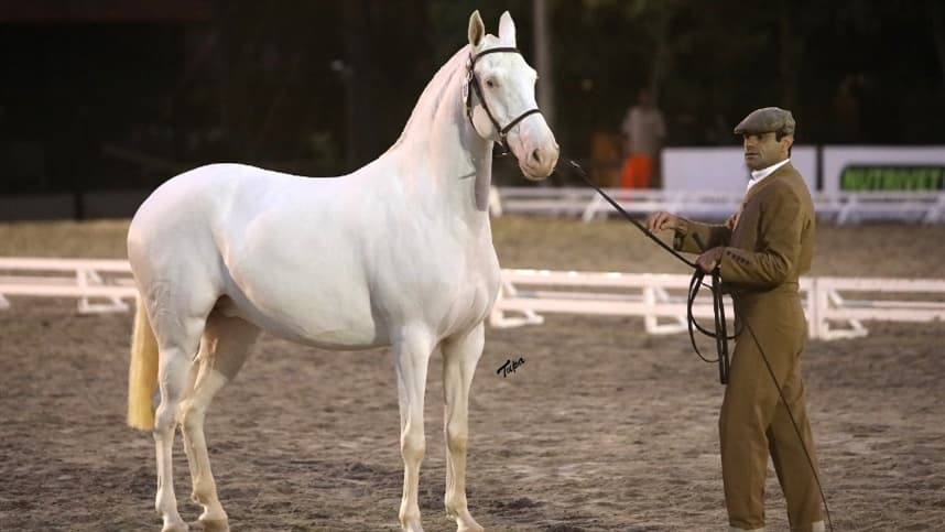 40ª Expo Internacional do Cavalo Puro Sangue Lusitano acontece na Sociedade Hípica Paulista
