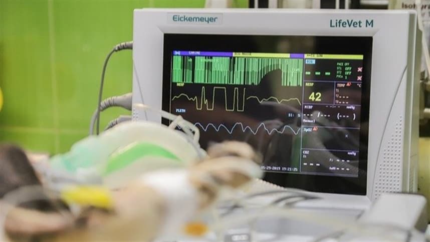Cirurgias veterinárias podem ser suspensas