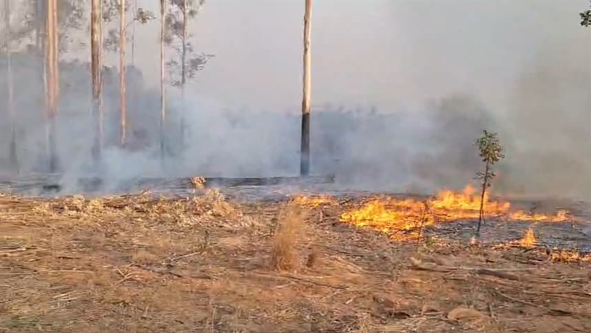 Comissão aprova regras para recuperação de áreas de vegetação atingidas por incêndio