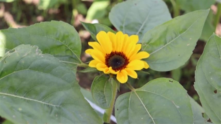 Floricultura é alternativa de diversificação para a agricultura familiar