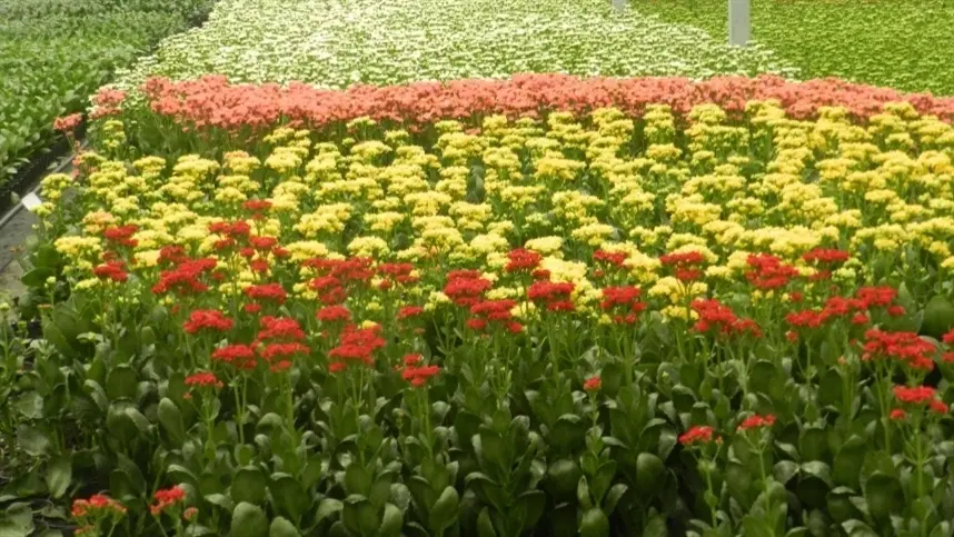 Ibraflor pede a autoridades que permitam venda de flores 