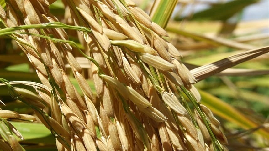 Preços do arroz em casca caíram no Rio Grande do Sul