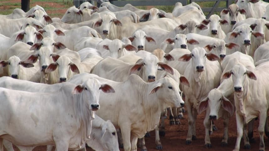 Indonésia assume 2º lugar nas exportações de miúdos bovinos