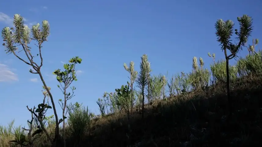 Dia do Cerrado: bioma é o segundo mais ameaçado no país