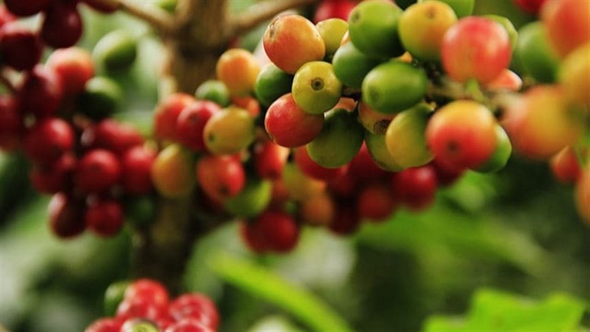 Safra de café deve chegar a 33,4 mi de sacas