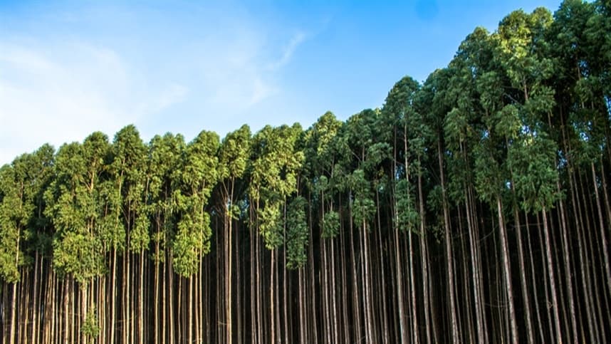 Psilídeo-de-concha pode causar perdas de até 30% nas plantações de eucalipto