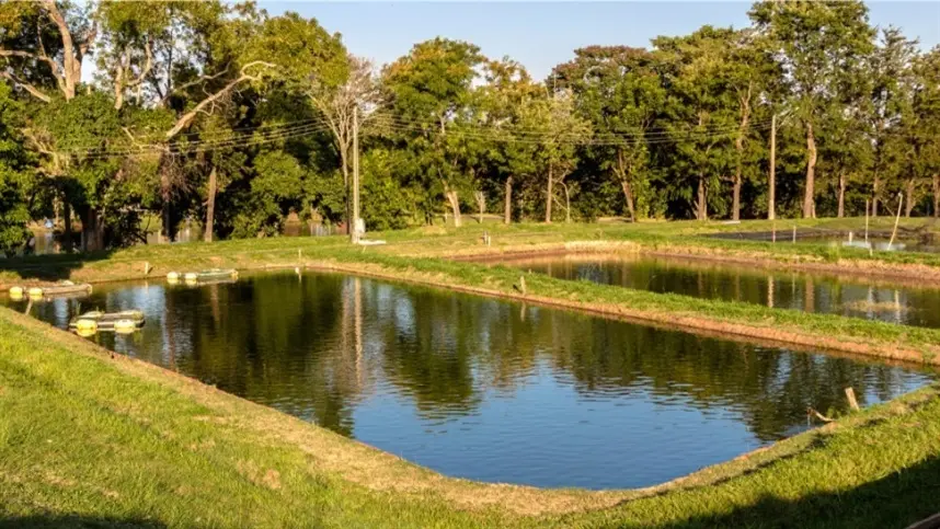 Aquicultura é a atividade de produção animal que mais cresce no País