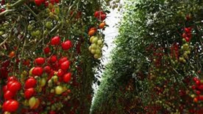 Como controlar pragas em tomate orgânico?