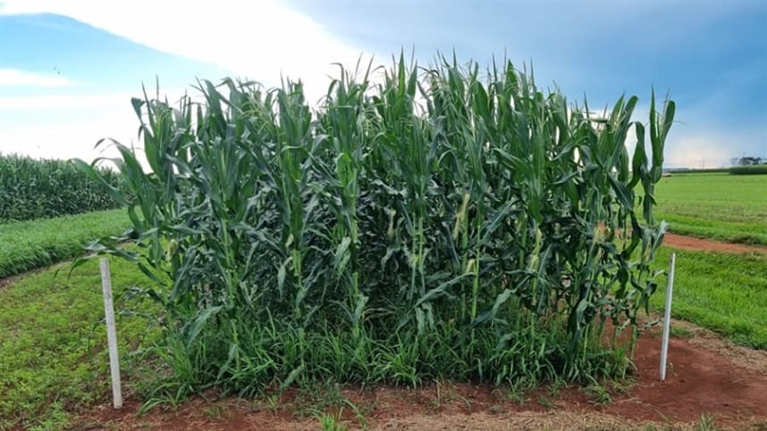 Uso de capins como braquiárias aumenta produtividade da soja e melhora saúde do solo