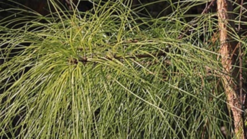 Pinus: setor florestal alerta para possível déficit de madeira nos próximos anos