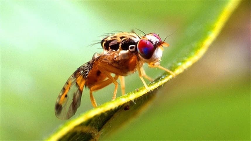 Mosca-da-fruta GM pode fazer as pragas despencarem