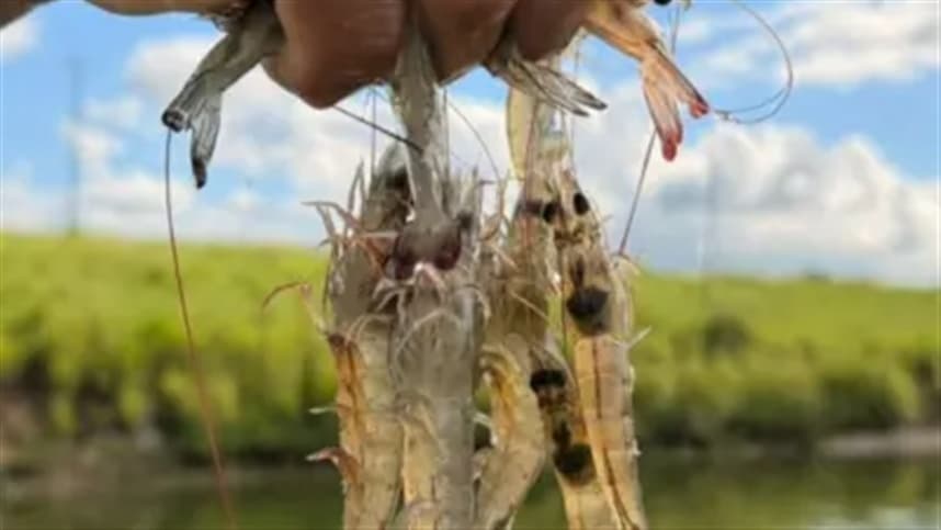 CNA debate espécies exóticas invasoras e importação de pescados