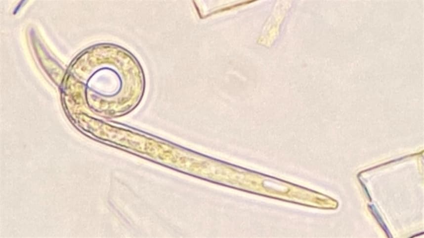 Lançado bionematicida com tecnologia inédita
