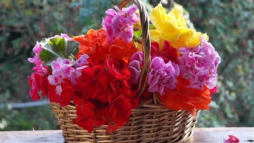 Floricultura movimenta R$ 271 milhões no Paraná