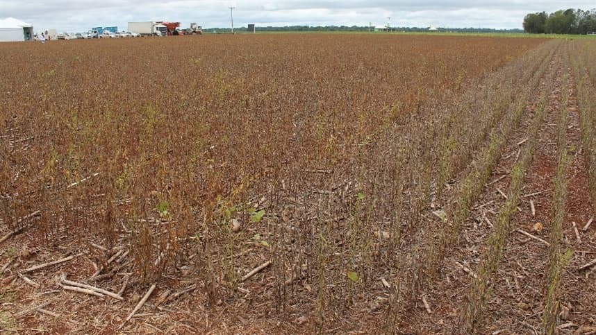 Bioensaios na detecção e quantificação de sementes de soja resistente ao glifosato 