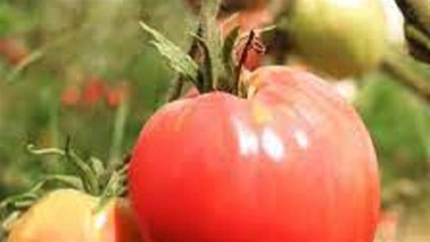 Doença do tomate é registrada no norte da Argentina