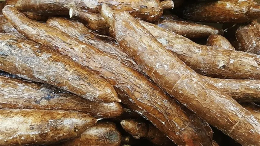 Características da mandioca