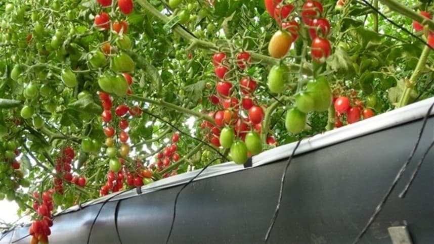 Tomate cereja em sistema de aquaponia? Sim é possível!