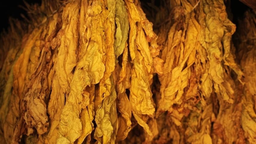 SC: Epagri participa de Encontro Técnico Sobre Diversificação em Áreas Cultivadas com o Tabaco