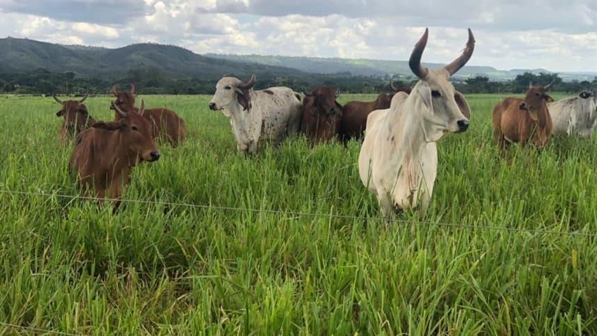 Prova Brasileira de Produção de Leite a Pasto do Zebu Leiteiro realiza premiação no CTZL