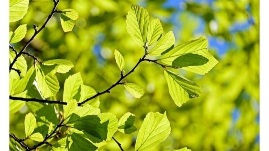 Controle remoto para plantas