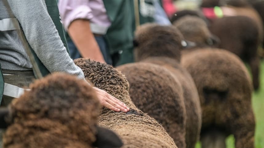 Mercado de ovinos tem perspectiva de aquecimento para os próximos meses
