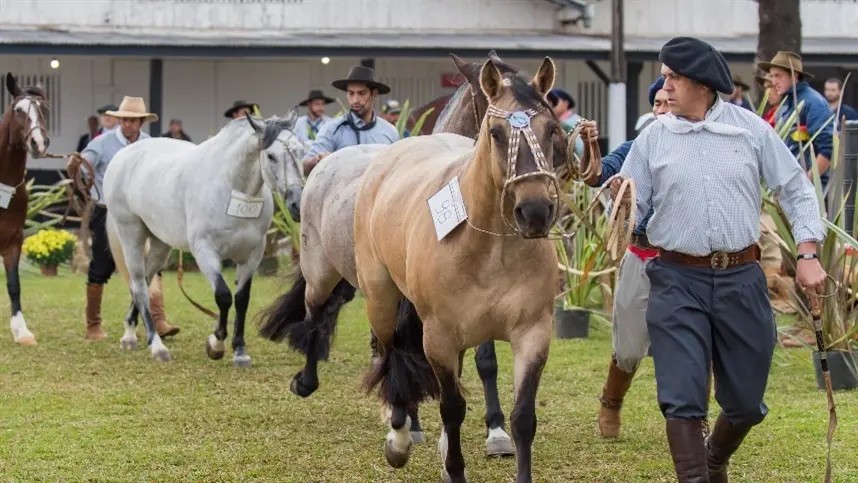 Mais de 70 animais vão estar na Morfologia Passaporte de Guarapuava