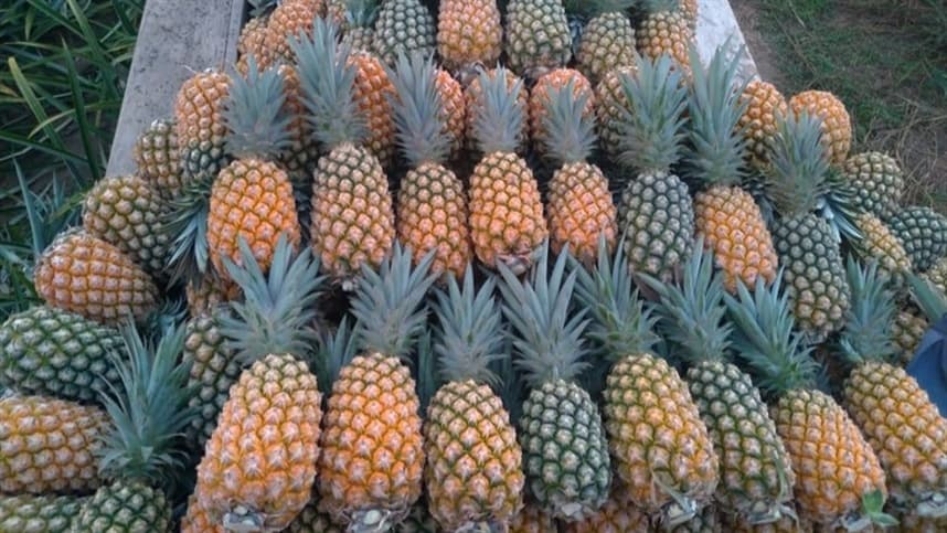 IG valoriza produtos do Norte do país