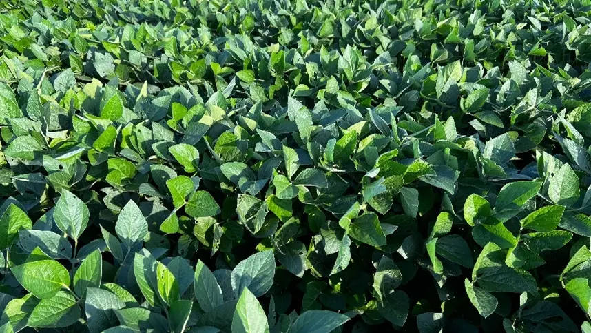 Nitro lança Elmo Max, solução biológica avançada no controle de nematoides
