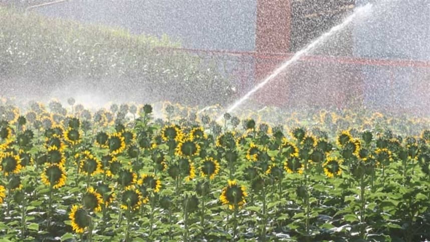 Dentro do parque da Expoagro Afubra, irrigação ameniza os efeitos da seca