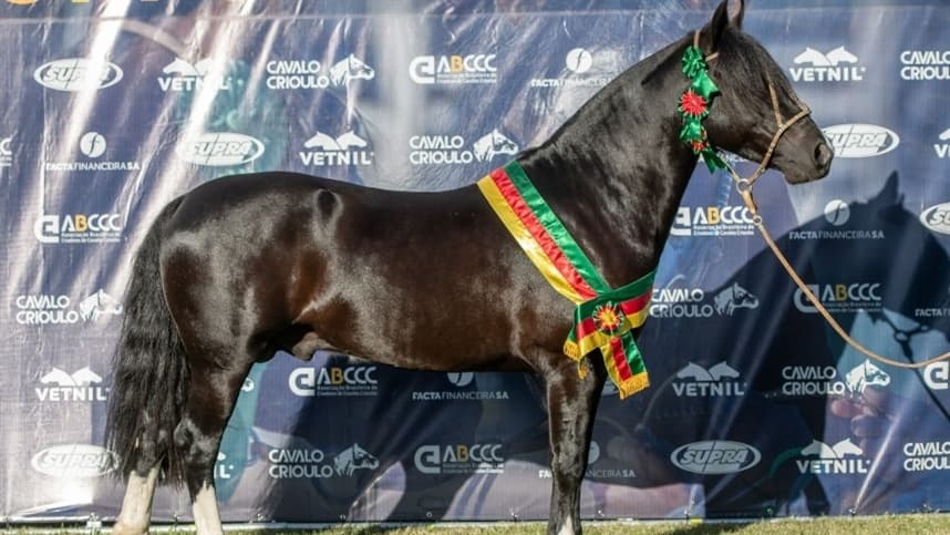 Pista de Pelotas garante mais oito passaporteados à Morfologia da Expointer