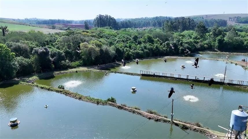 Falta de diretrizes para emissões na aquicultura mobiliza projeto internacional com liderança da Embrapa