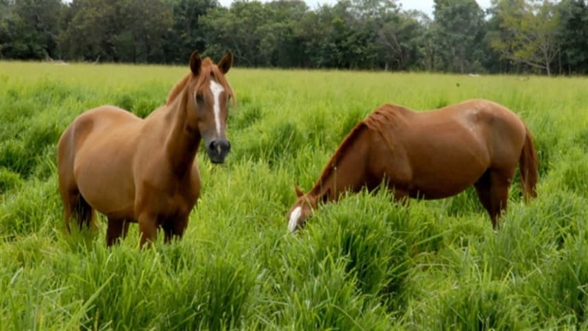 TO: Adapec suspende eventos com aglomerações de equídeos em municípios após caso de mormo