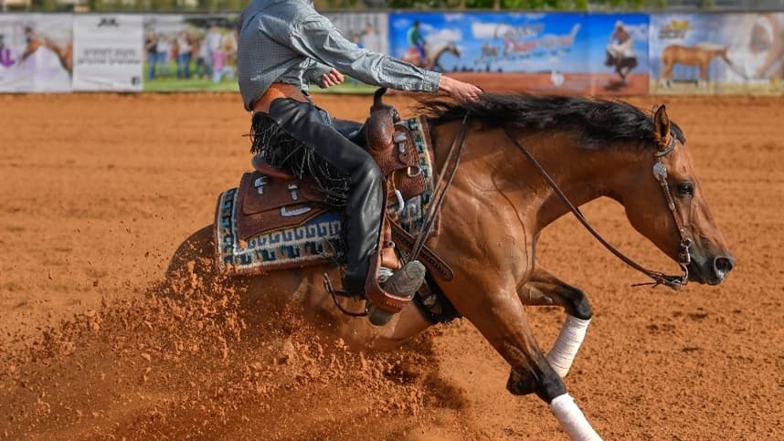 Cuidados adequados podem evitar aposentadoria precoce de cavalos