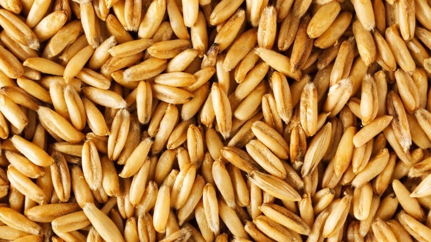 Produtores adotam manejo químico para acelerar colheita de aveia no RS