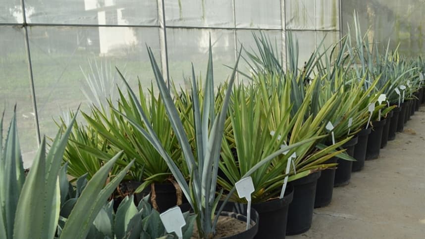 Brasil investe em pesquisa com planta da tequila para produção de etanol
