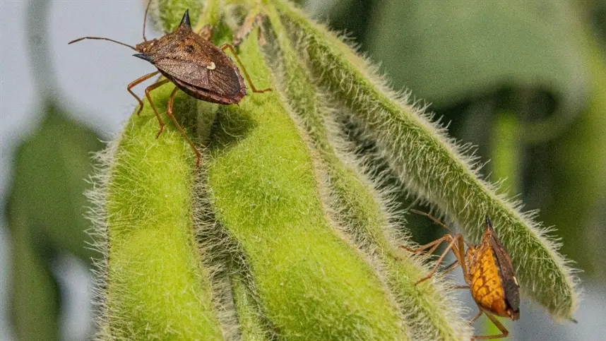 Bioinsumo com vespa parasitoide pode controlar percevejo da soja