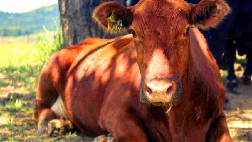 SC: atualizadas regras sobre a entrada de bovinos e bubalinos