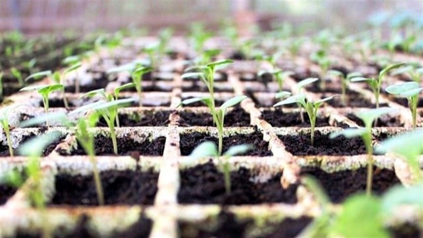 Engenharia de Sementes para resistir à seca
