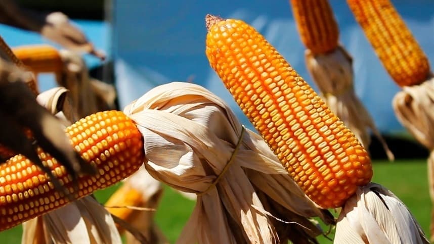 Descoberta enzima que diminui efeito de micotoxinas