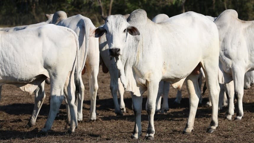 Gado zebu na mira do exterior