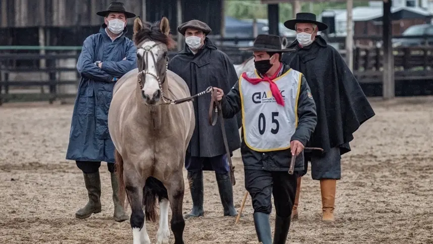 RS: Cavalo Crioulo foi referência de combate à pandemia para seguir atividades