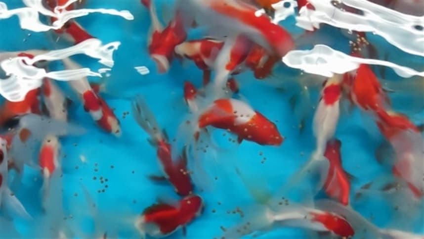 Piscicultores da Zona Mata realizam exposição de peixes ornamentais