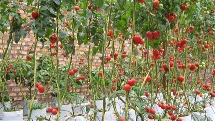 Saco de cultivo é opção no plantio de tomate