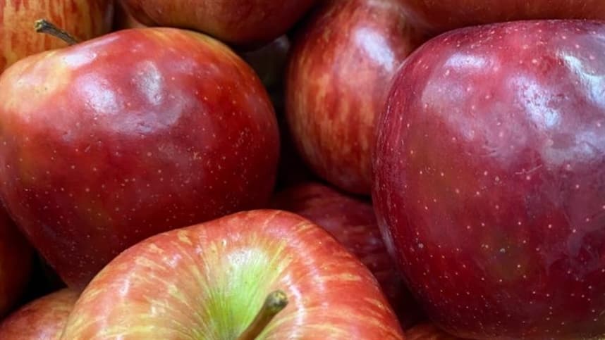 Aplicativo para celular ajuda produtor a aprimorar a irrigação de macieiras