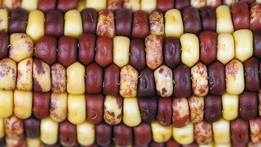 Estudo apresenta 26 diferentes linhagens genéticas de milho 